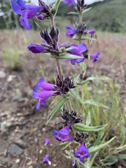 Penstemon eriantherus argillosus