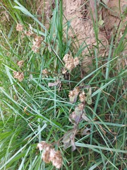 Baccharis thesioides