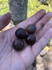 Pritchardia maideniana