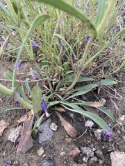 Penstemon eriantherus argillosus