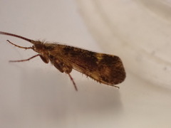 Limnephilus sparsus