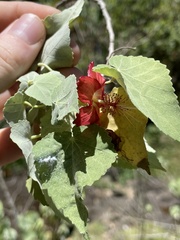 Abutilon menziesii