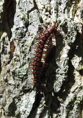 Strongylosoma