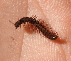 Strongylosoma