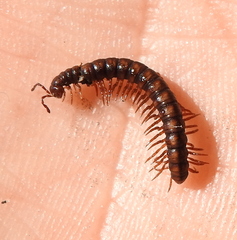 Strongylosoma