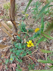 Simsia amplexicaulis