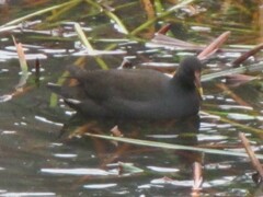 Gallinula tenebrosa tenebrosa