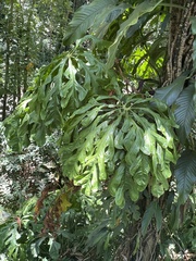 Anthurium clavigerum