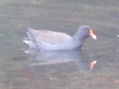 Gallinula tenebrosa tenebrosa
