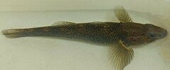 Gobiomorphus gobioides