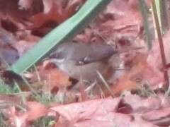 Sericornis frontalis frontalis