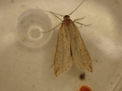 Cataclysta lemnata