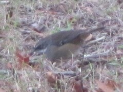 Sericornis frontalis frontalis