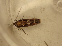 Caryocolum marmorea