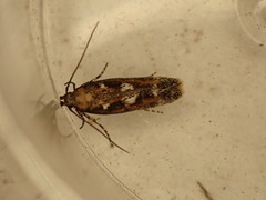 Caryocolum marmorea