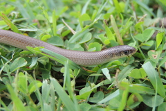 Delma tincta