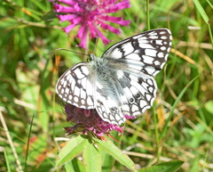 Melanargia russiae