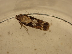Caryocolum marmorea