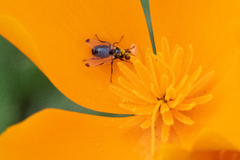 Seioptera vibrans