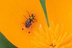 Seioptera vibrans