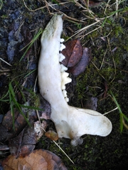 Canis lupus crassodon