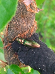 Nitidolimonius resplendens