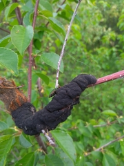 Nitidolimonius resplendens