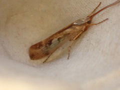 Limnephilus marmoratus