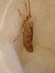 Limnephilus marmoratus