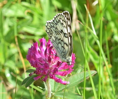 Melanargia russiae