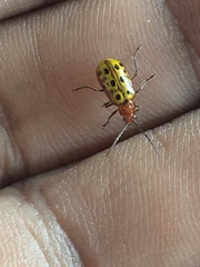 Isotes multipunctata