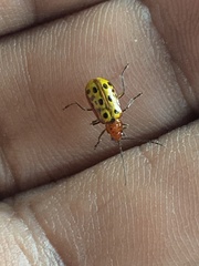 Isotes multipunctata