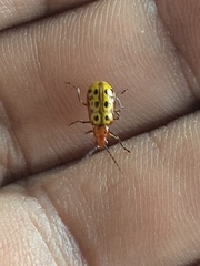 Isotes multipunctata