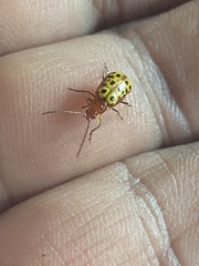 Isotes multipunctata