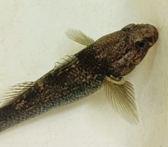 Gobiomorphus gobioides