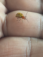 Isotes multipunctata