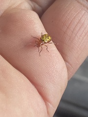 Isotes multipunctata