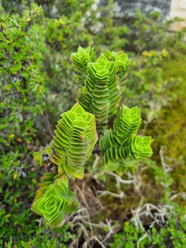 Rochea coccinea (L.) DC. 2