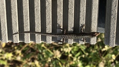 Cryptoblepharus metallicus