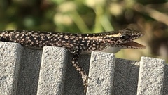 Cryptoblepharus metallicus