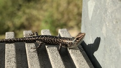 Cryptoblepharus metallicus