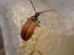 Pseudocistela ceramboides