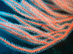 Leptogorgia chilensis