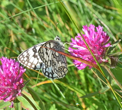 Melanargia russiae
