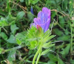 Echium