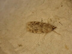 Scoparia ambigualis