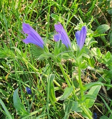 Echium