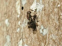 Cheiropachus quadrum