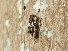 Cheiropachus quadrum