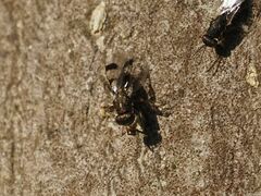 Cheiropachus quadrum